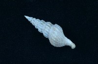 藏品(玉米捲管螺 )的圖片